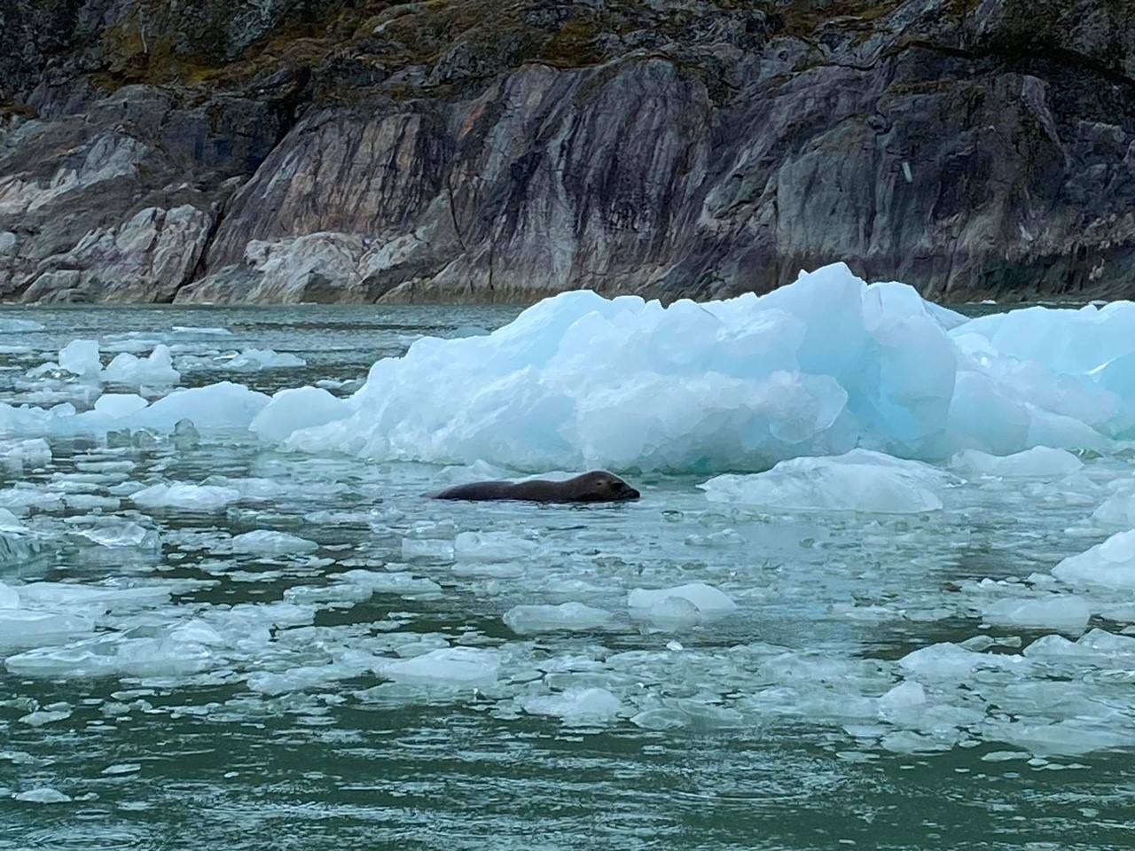 seal swimming